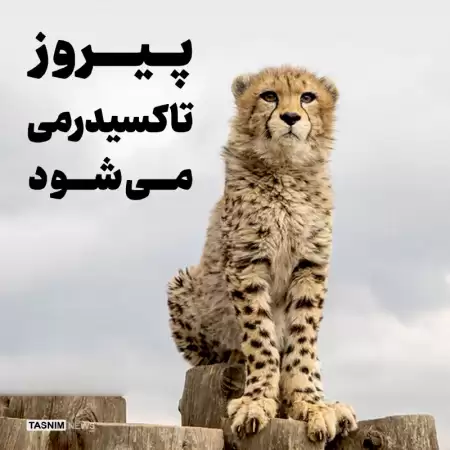  پیروز  تاکسیدرمی می‌شود