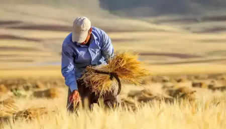 مطالبات گندم‌کاران تسویه شد  