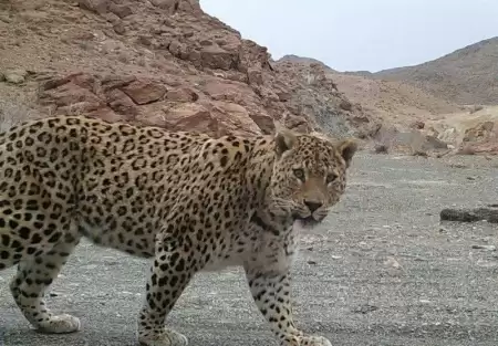 حمله پلنگ به یک روستایی 