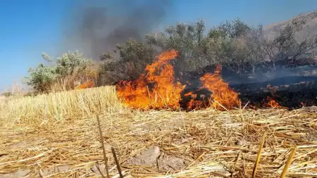 ورود دادستانی به آتش‌سوزی مزارع 