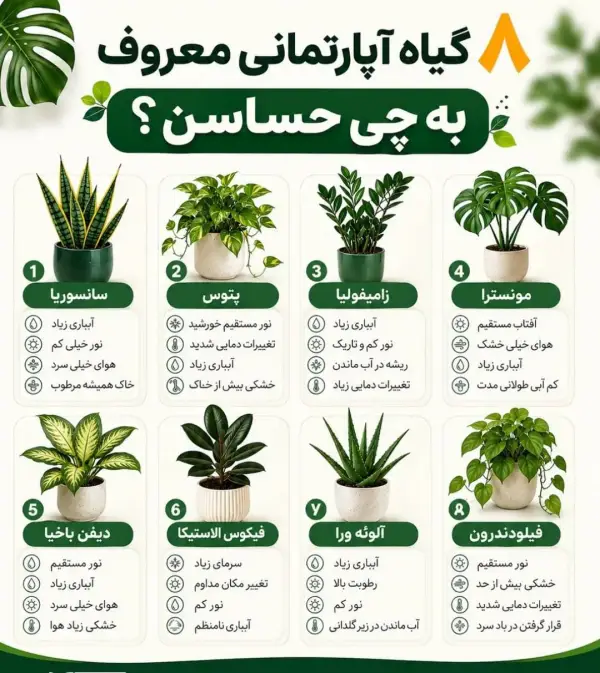 هشت گیاه آپارتمانی معروف به
