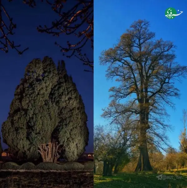 بلندترین و کهن‌ترین درختان ایران